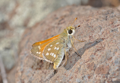 Hesperia pahaska