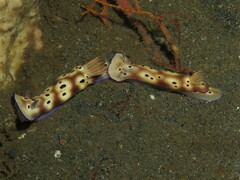 Hypselodoris tryoni