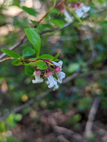 Image of Escallonia alpina by (c) My-Lan Le, some rights reserved (CC BY)