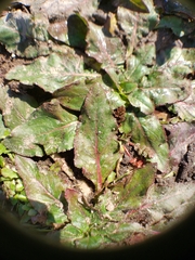 Taraxia ovata
