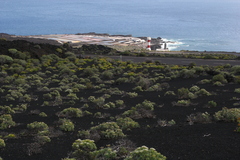 Astydamia latifolia