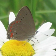 Satyrium titus