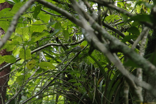 Teretistris fernandinae
