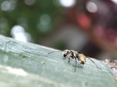 Camponotus arboreus