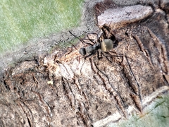 Camponotus arboreus