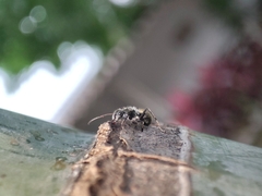 Camponotus arboreus