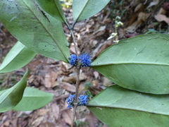 Memecylon talbotianum