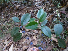 Memecylon talbotianum