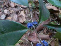 Memecylon talbotianum