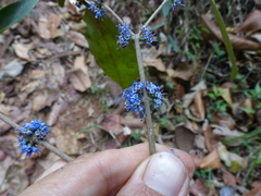 Memecylon talbotianum