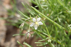 Spergula arvensis