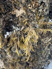 Pulvigera lyellii