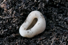 Dissingia leucomelaena