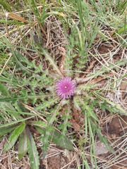 Cirsium acaule esculentum