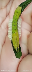 Microgastrinae