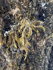 Pulvigera lyellii