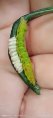 Microgastrinae