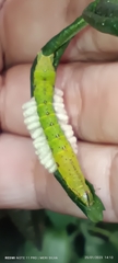 Microgastrinae