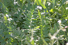 Polemonium pulcherrimum delicatum