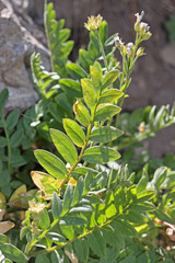 Polemonium pulcherrimum delicatum