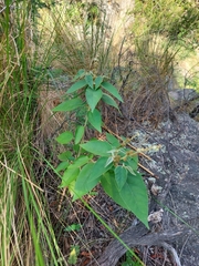 Croton