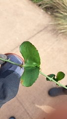 Smilax bona-nox
