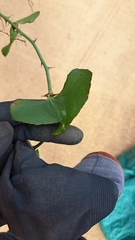Smilax bona-nox