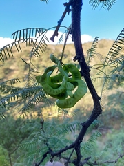 Prosopis chilensis
