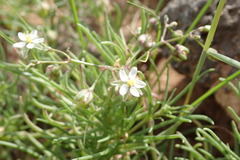 Spergula arvensis