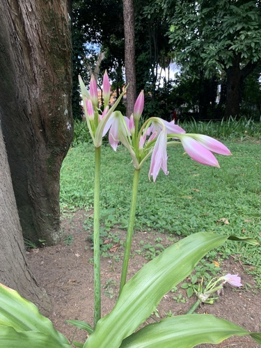 Lírio-do-brejo