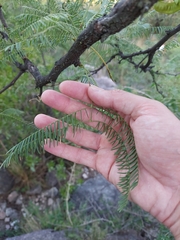 Prosopis chilensis