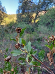 Flourensia thurifera