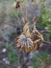 Flourensia thurifera