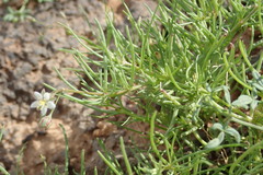 Spergula arvensis