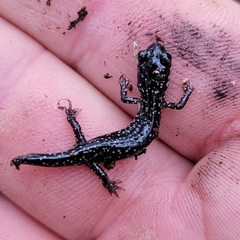 Plethodon grobmani