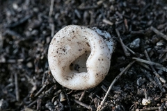 Dissingia leucomelaena