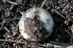 Dissingia leucomelaena