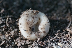 Dissingia leucomelaena