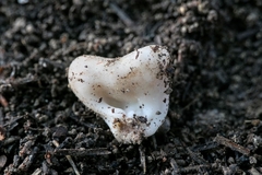 Dissingia leucomelaena