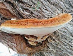 Inocutis tamaricis