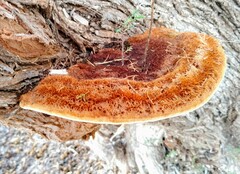Inocutis tamaricis