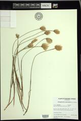 Eriophorum chamissonis