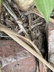 Hogna bivittata