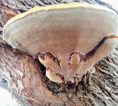 Inocutis tamaricis
