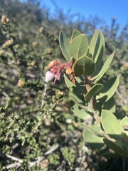 Arctostaphylos montereyensis