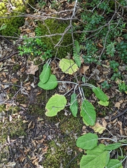 Adenocaulon chilense