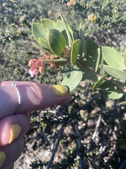 Arctostaphylos montereyensis