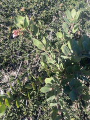 Arctostaphylos montereyensis