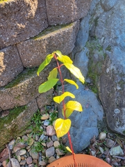 Arbutus × andrachnoides