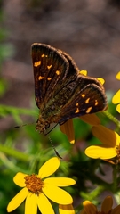 Butleria